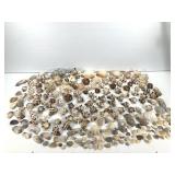 Mixed Smaller Shell Specimen 5lbs. TW
