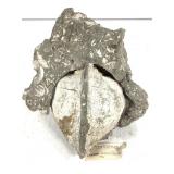 Giant Clam Fossil in Fossil Shell Matrix 9lbs TW