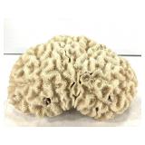 Lg Piece of Brain Coral 4lbs TW