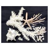 Lg Branch Coral & Others + Horned Conch Shell