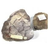 Dinosaur Coprolite 2 pcs. 10.2lbs. TW