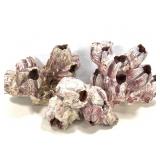 3 Barnacle Clusters 4lbs. TW