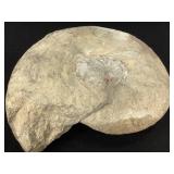 Lg Fossilized Nautiloid 21.6lbs TW