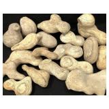 Round Hydro-Formed Concretions 10.5lbs TW