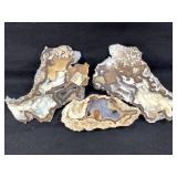 Agatized Coral from Tampa Bay 2.5lbs TW