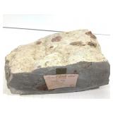 Fossil Coral from Utah 14lbs. TW