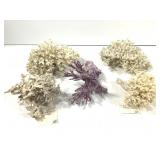 5 Coral Specimen 3lbs. TW