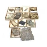 Multiple Fossilized Coral Specimen 6.8lbs TW