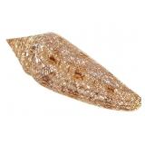 Glory Of The Sea Cone Shell