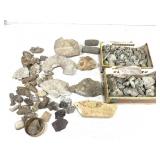 15lb 6oz Large Lot of Fossil Specimens