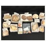 Unique Seashells 2lbs TW