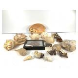 Mixed Seashells Barnacles & Spiked Urchin 5lbs TW