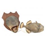 Trigger Fish Amazon River & 1967 Mounted Bass Head