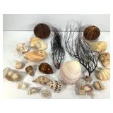 Mixed Seashells Coral & Urchins 5lbs TW