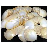 8lb 10oz Scallop Shells