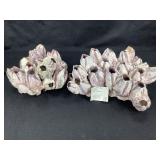 2 Barnacle Cluster Specimen 5lbs TW