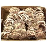 Flat Ribbed Seashells 6lbs TW