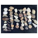 3 lb 7 oz Mixed Seashells & Coral
