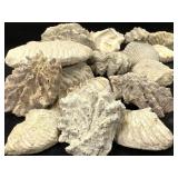 Fossilized Oyster & Clam Shells 18lbs TW