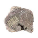 Septarian 3 lbs 12.4 oz