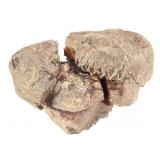 Fossilized Crushed Prehistoric Skull 1 Lb 11.2 oz