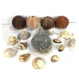 Mixed Seashells & Urchins 2.7lbs TW