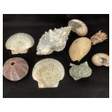 Mixed Larger Shell Specimen + Urchin 4lbs TW