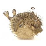 Porcupine Puffer Fish 13 1/2'L