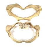 2 Lemon Shark Jaws Largest 14 1/2'W