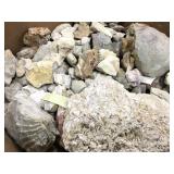 Clams & Other Fossilized Sea Creatures 55.6lbs TW