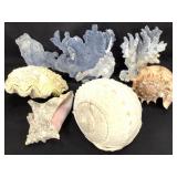 XL Shells & Coral Specimen 10lbs TW