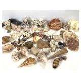 Misc Mixed Shells Sand Dollars Lot 4 lbs TW