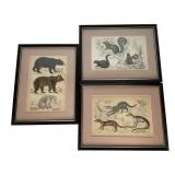 3 Framed Hand Colored Bookplates