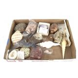 Turtle Shell Cowfish Specimen & Mixed Shells