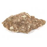 Crinoid Fossil Specimen