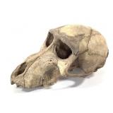 Primate Skull