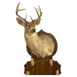 10 Point Deer Mount Coat Rack Taxidermy
