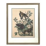 Audubon Carolina Pigeon Turtle Dove Repro Print FR