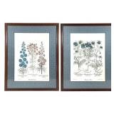 2 Basilus Besler Botanical Flower Prints