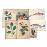 7 19th C Hand Colored Illustrations
