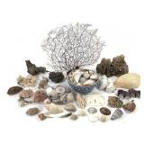Seashells & Fan Coral Branch