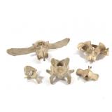 Nice 5 Pc Vertebrae Collection