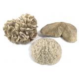 3 Coral Pieces
