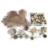 Sea Life Natural Forms Teaching & Inspiration