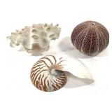 Sea Urchin Clam Shell Sliced Nautilus