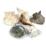 Large Shells Group of 5