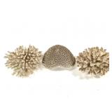Branch & Brain Coral Specimens