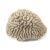 Branching Brain Coral Specimen