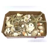 40 + Shells Starfish Whelk Urchin+