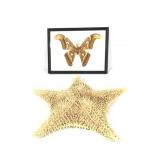 Dried Starfish Specimen & Framed Atlas Moth